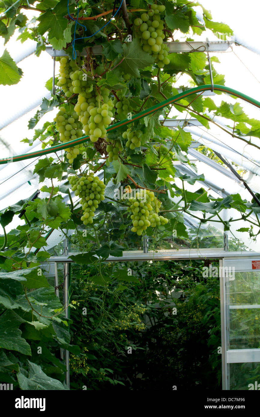 Growing Grapes/ grapevine in UK Lincolnshire Stock Photo Alamy