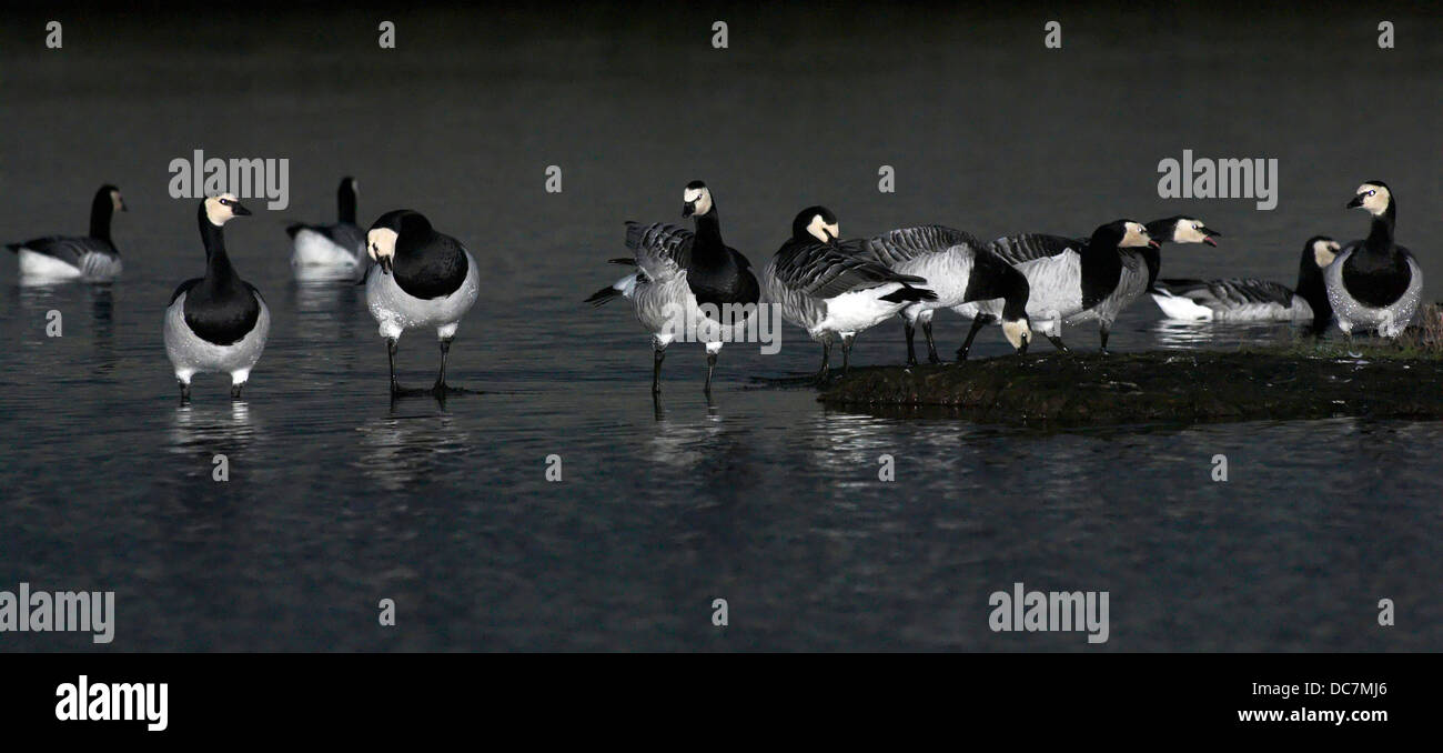 How Do You Say Geese In Spanish AusmaAzahiel
