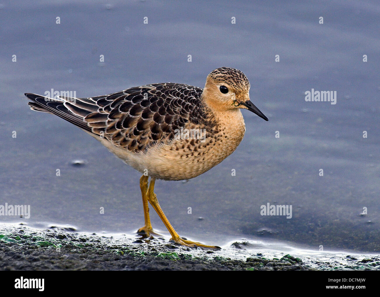 Buff Breasted Sandpiper. (Tryngites subruficollis). Here seen on a reservoir margin. Bird. Wader, Stock Photo