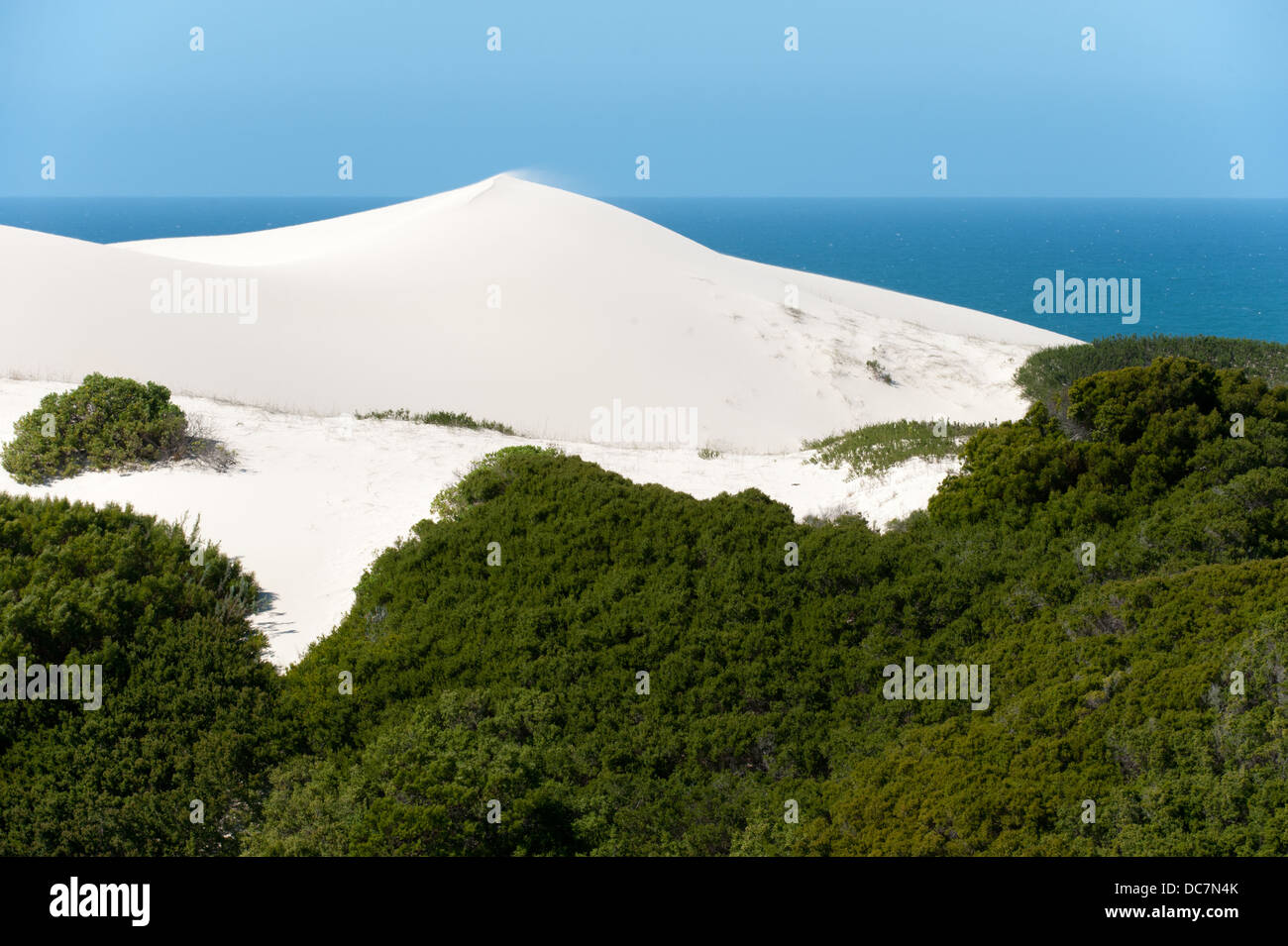 Vegetated dune, De Hoop Nature Reserve, Western Cape, South Africa Stock Photo