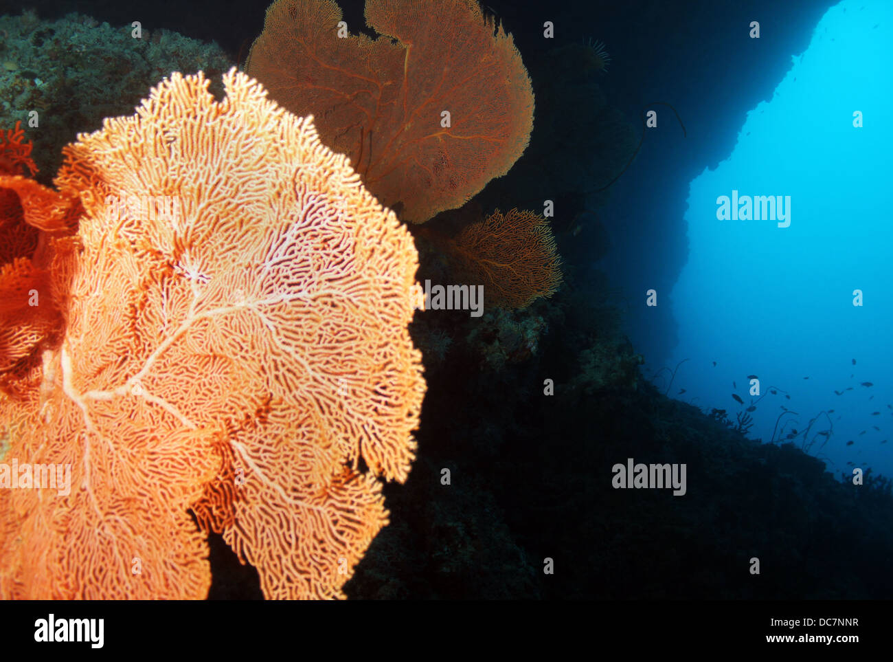 Gorgonian Fan Corals on Reef Wall with Blue Water, South Male Atoll, Maldives Stock Photo