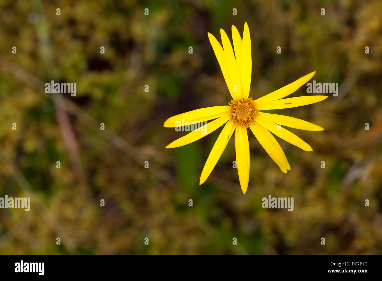 Download Yellow Flower Petals High Angle Shot Stock Photo Alamy Yellowimages Mockups