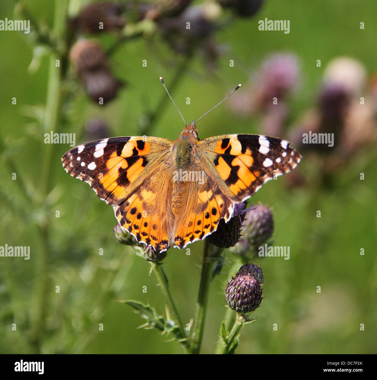 Variegated Butterfly High Resolution Stock Photography and Images - Alamy