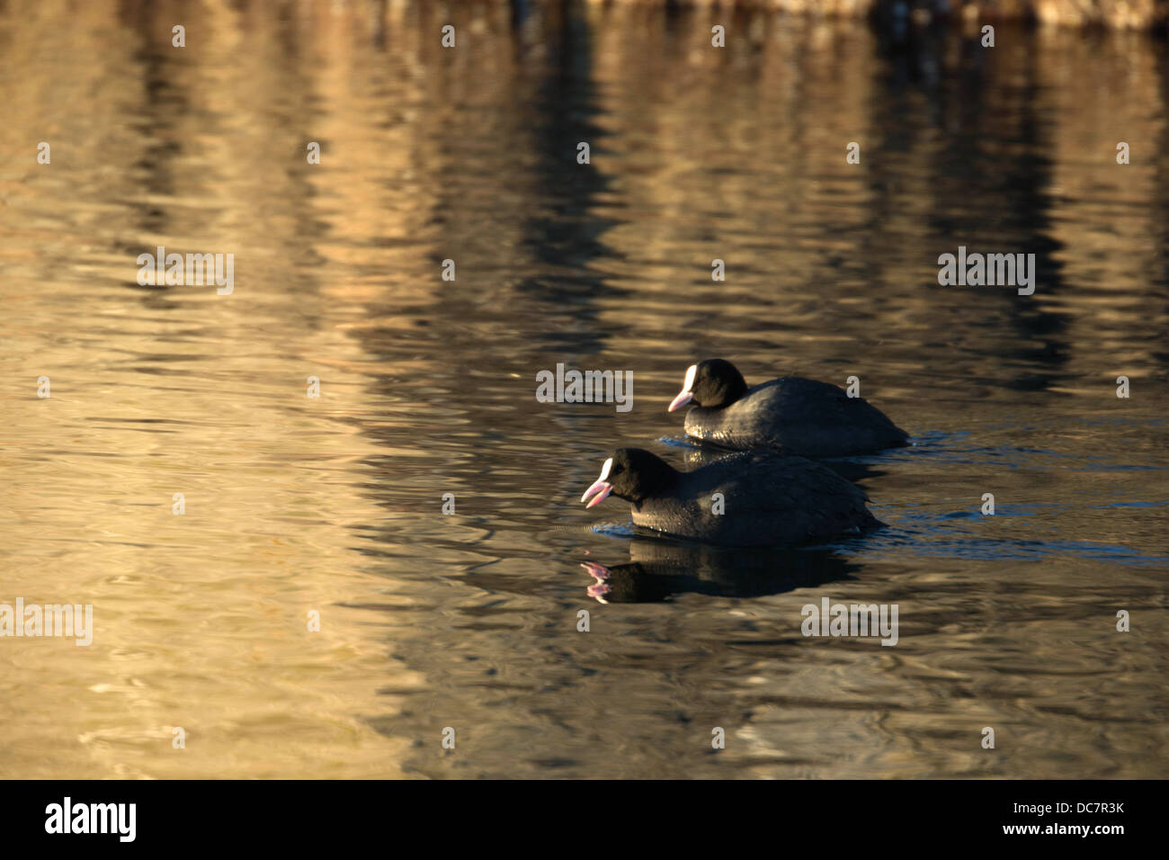 Two Coots Stock Photo