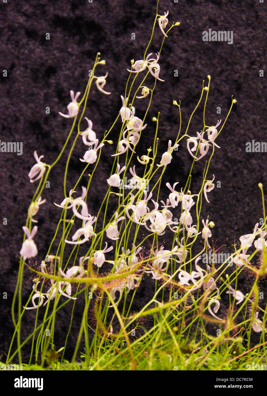 Mixed planting of Utricularia sandersonii and Drosera binata Stock Photo