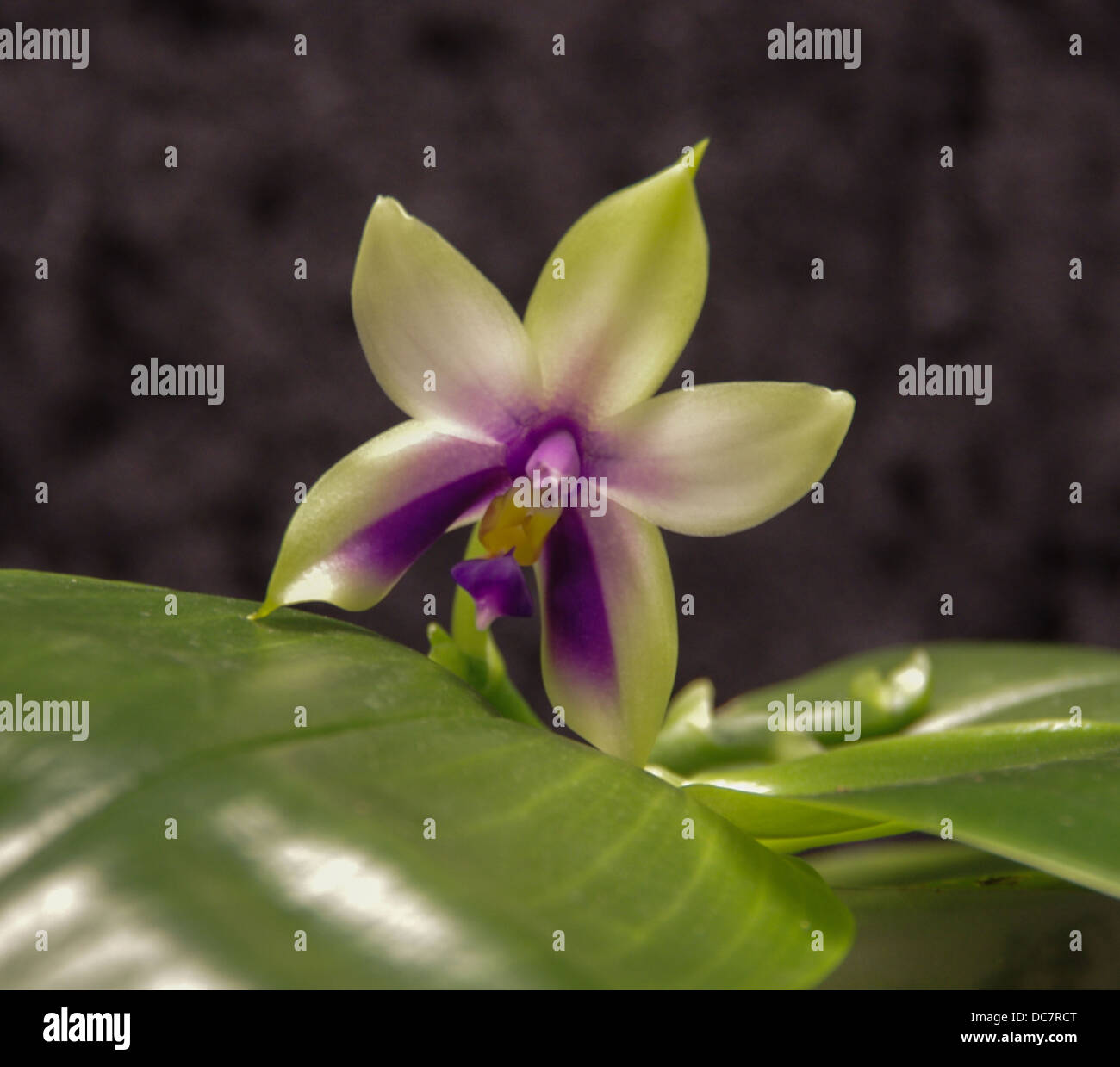Phalaenopsis bellina Stock Photo