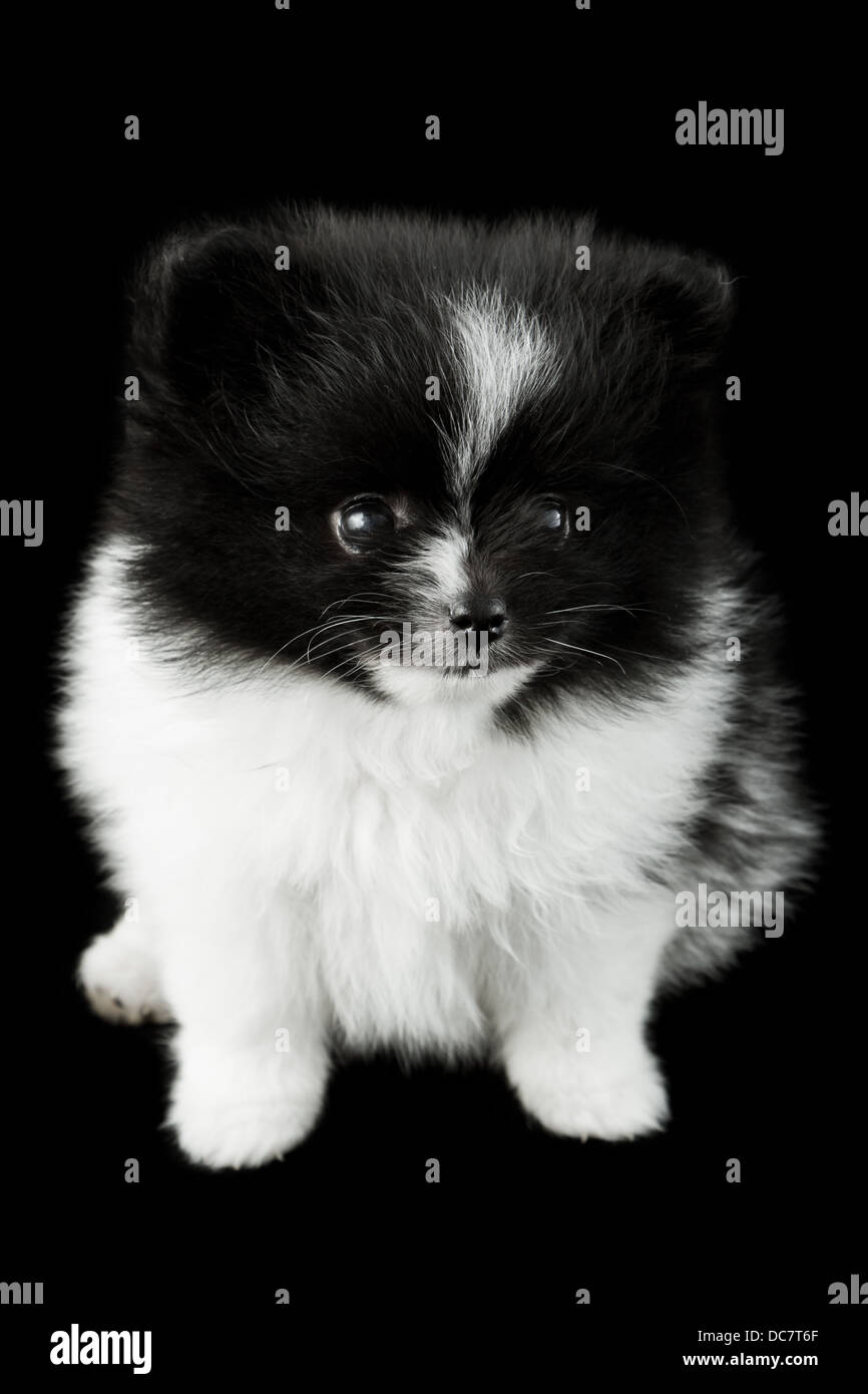 Pomeranian Puppy 6 Weeks Old Cute Photography Stock Photo Alamy