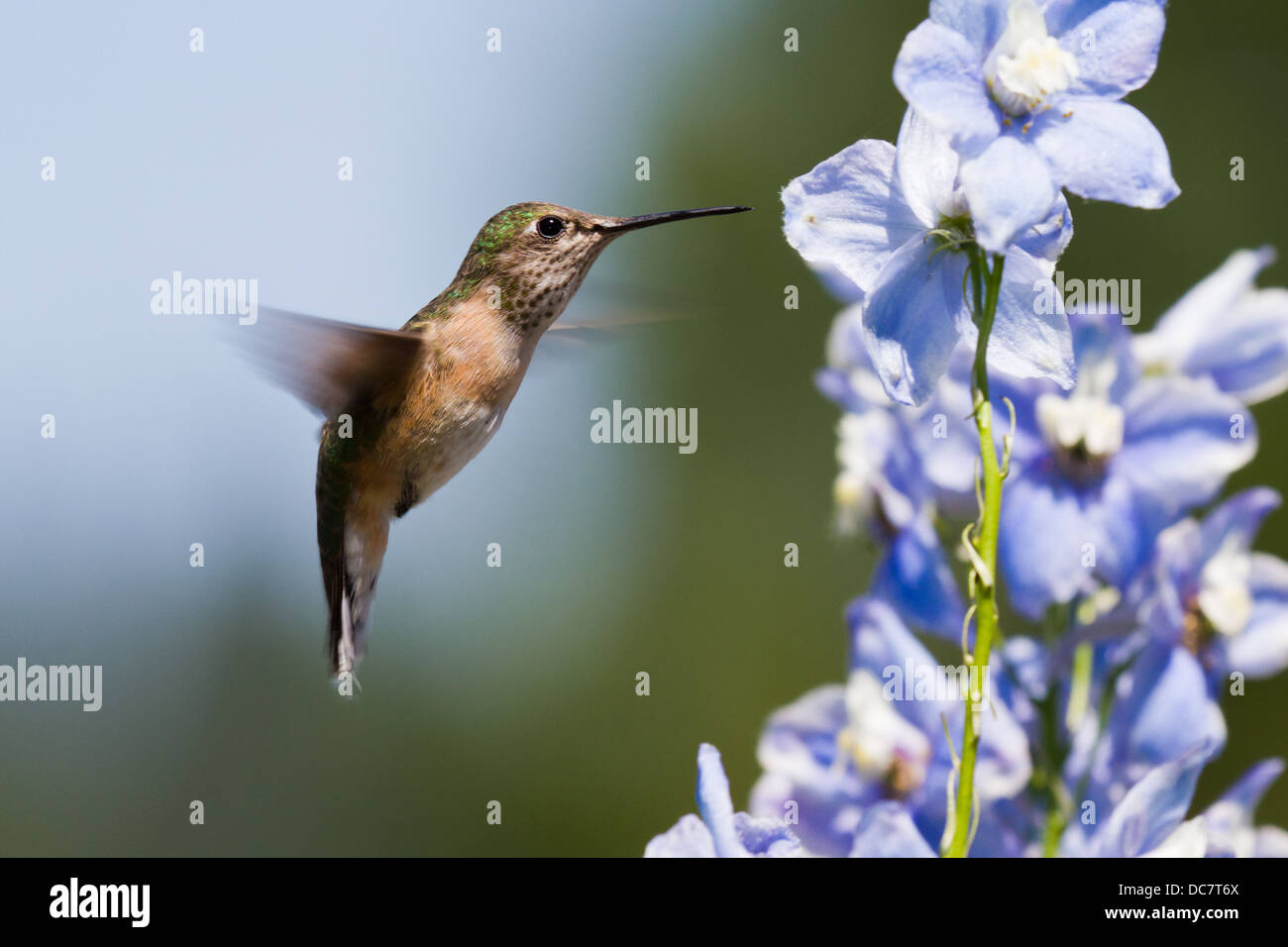 beautiful humming bird feeding on blue delphinium flowers Stock Photo
