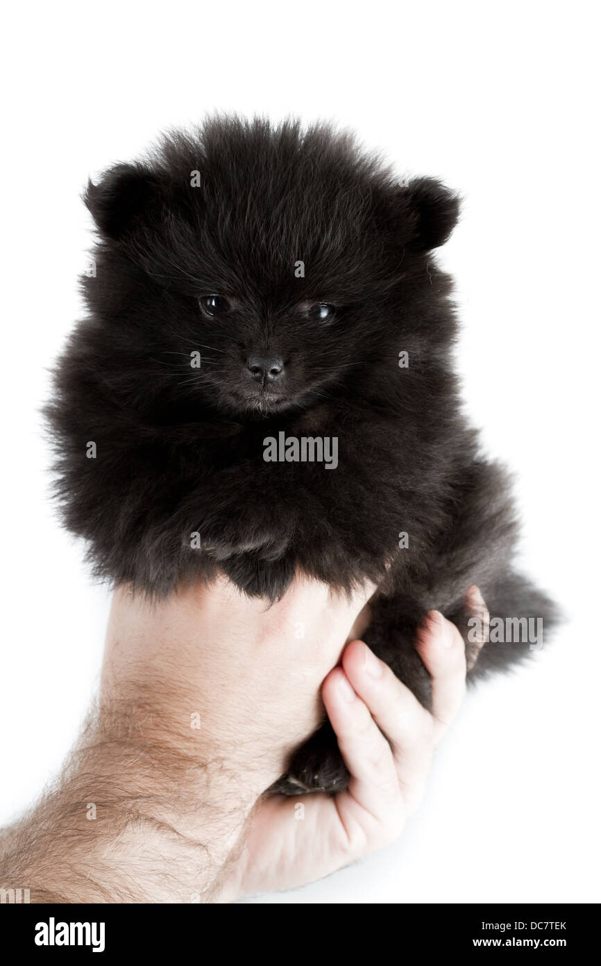 Pomeranian Puppy 6 Weeks Old Cute Photography Stock Photo Alamy