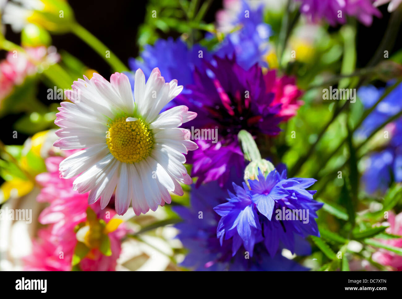 Colorful summer flowers bouquet on black background Stock Photo - Alamy