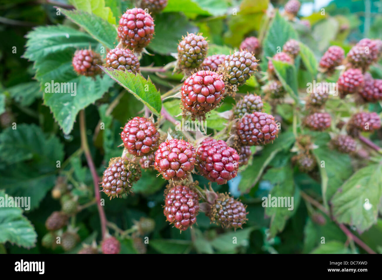 Unripe Blackberry Blackberries Stock Photo