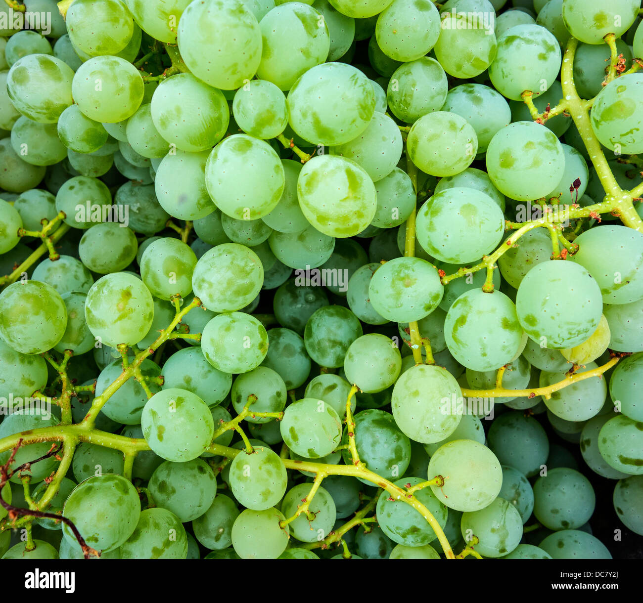 White Grapes ready for wine making Stock Photo Alamy