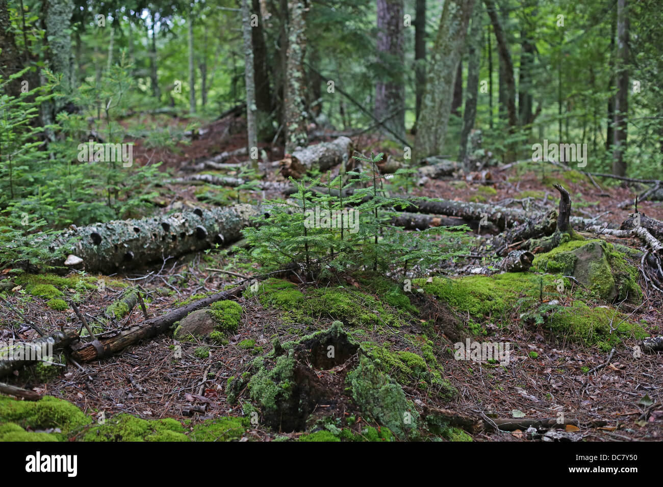 A forested area on Stockton Island in Wisconsin. Stock Photo