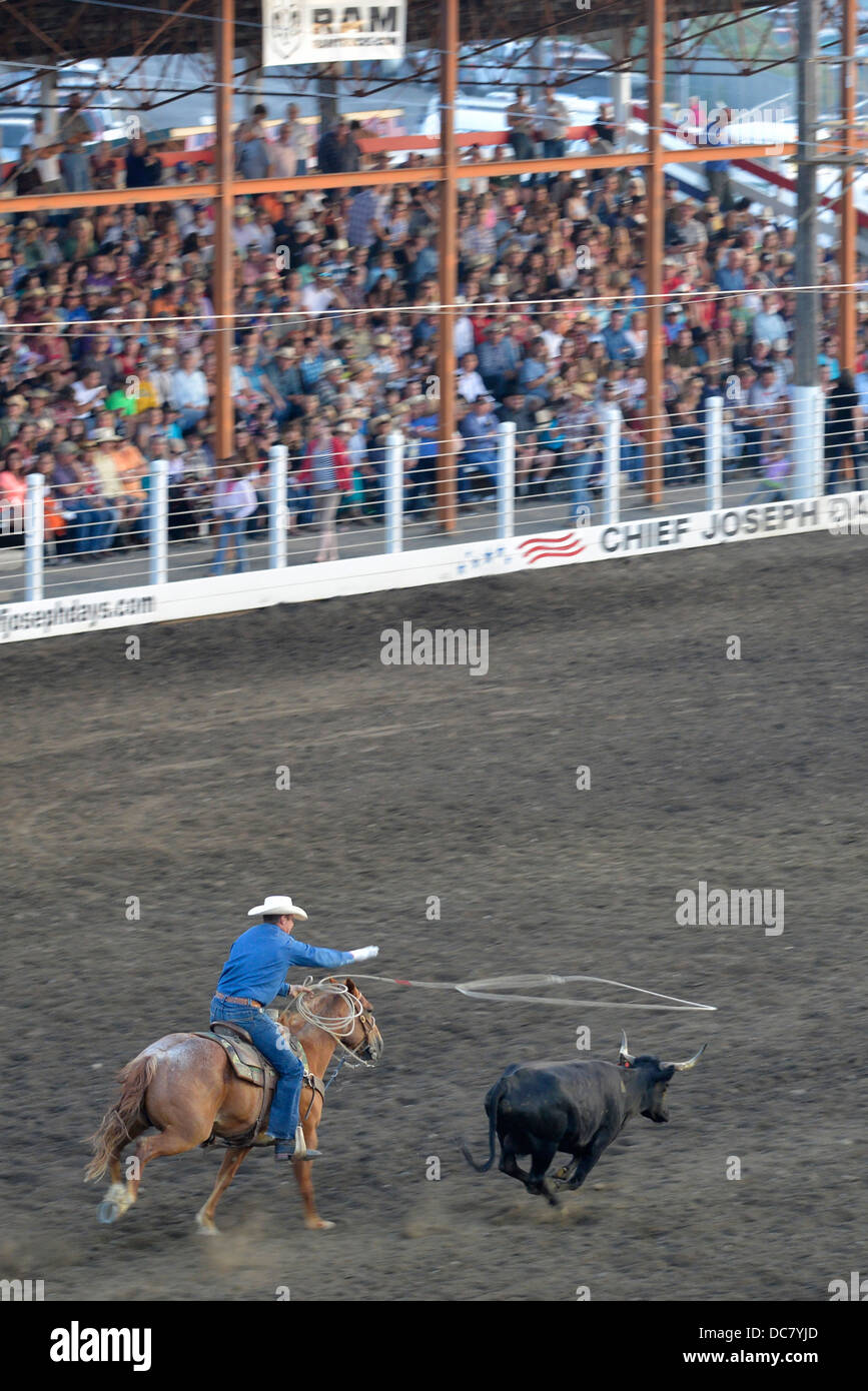 Steer roping event at the Chief Joseph Days Rodeo in Joseph, Oregon. Stock Photo