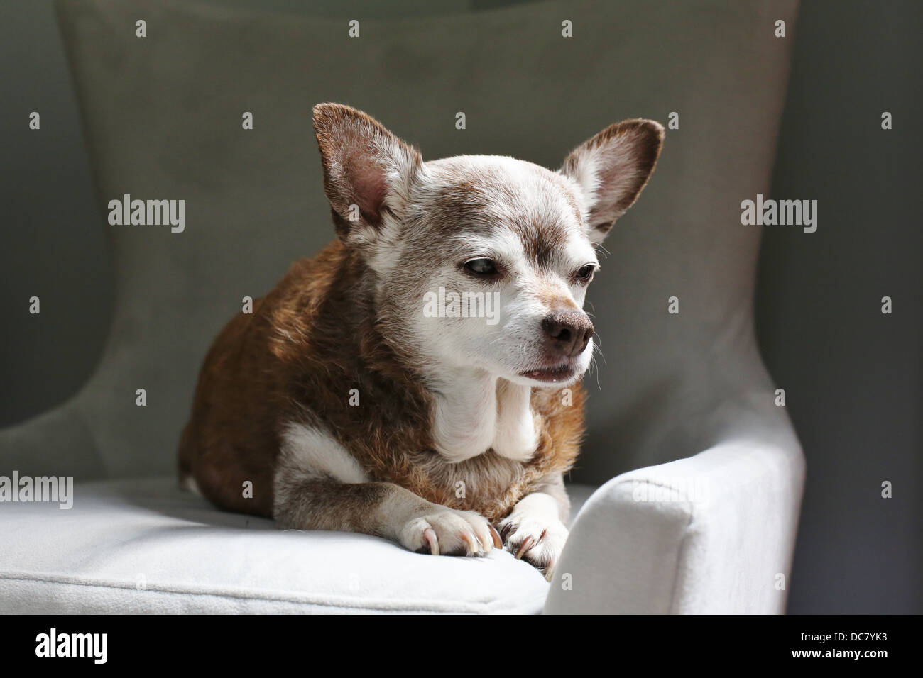 elderly chihuahua