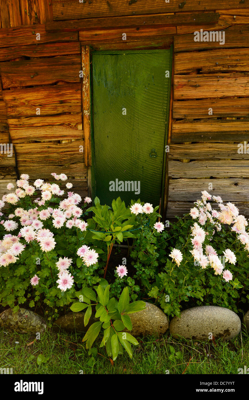 Flower's blooming outside Buckskin Bill's cabin along the Salmon River in Idaho Stock Photo Alamy