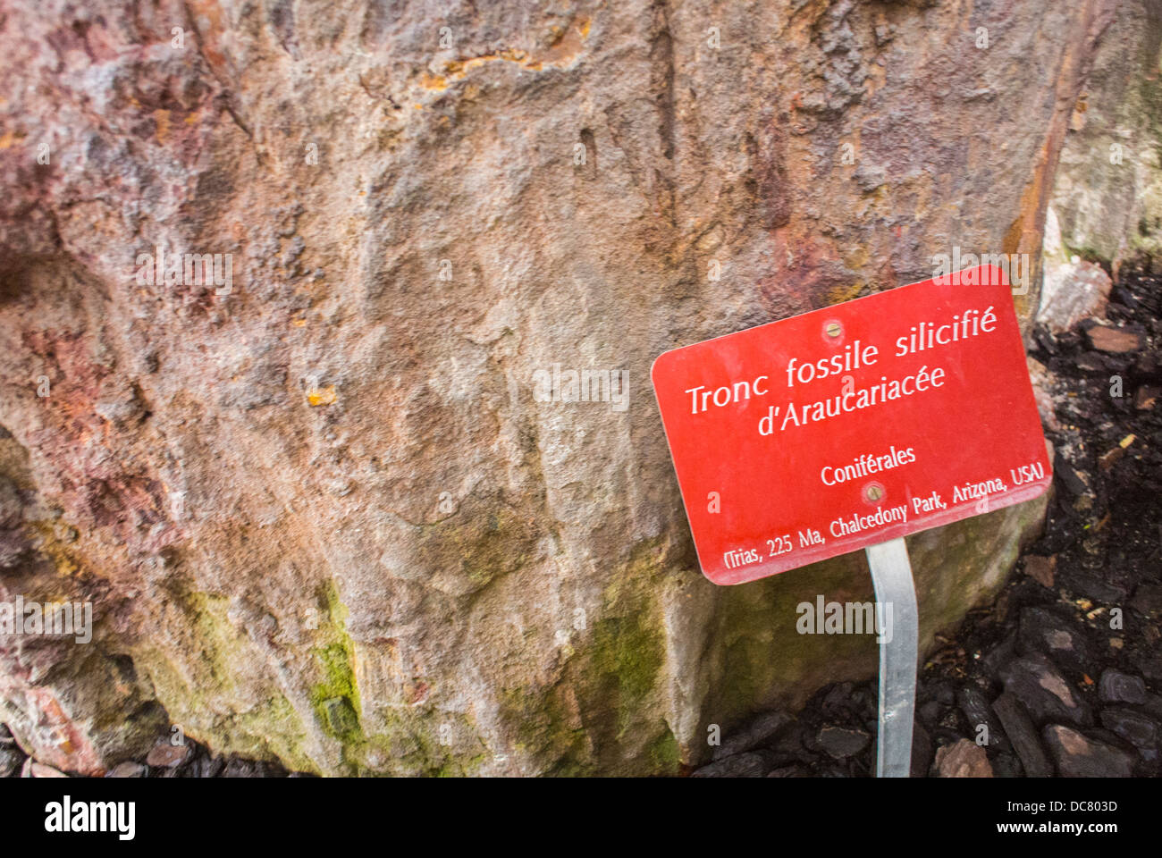 Show sign tree fossil arizona hi-res stock photography and images - Alamy