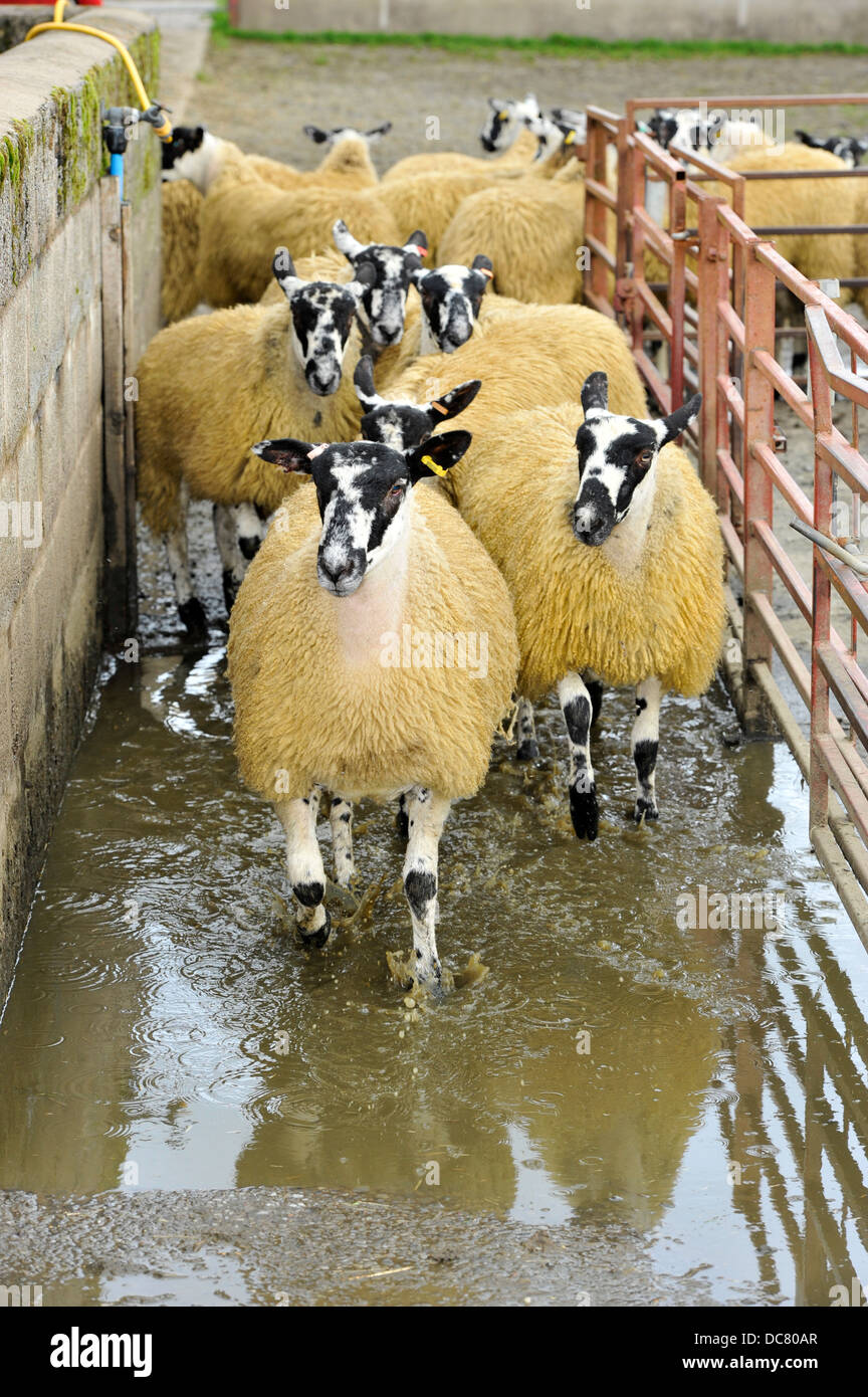 Sheep foot bath hires stock photography and images Alamy