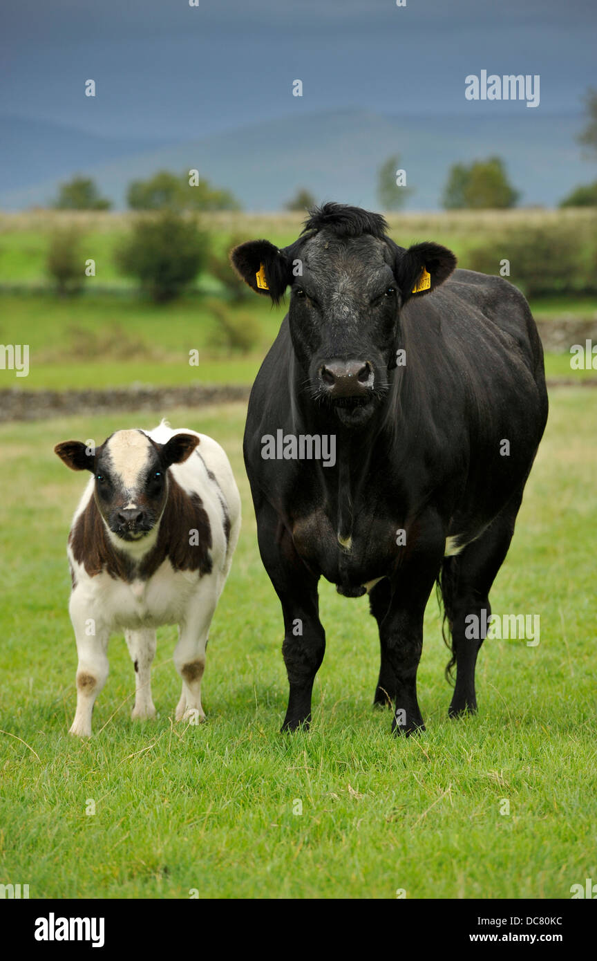 Suckler cow with calf at foot. Cumbria, UK Stock Photo