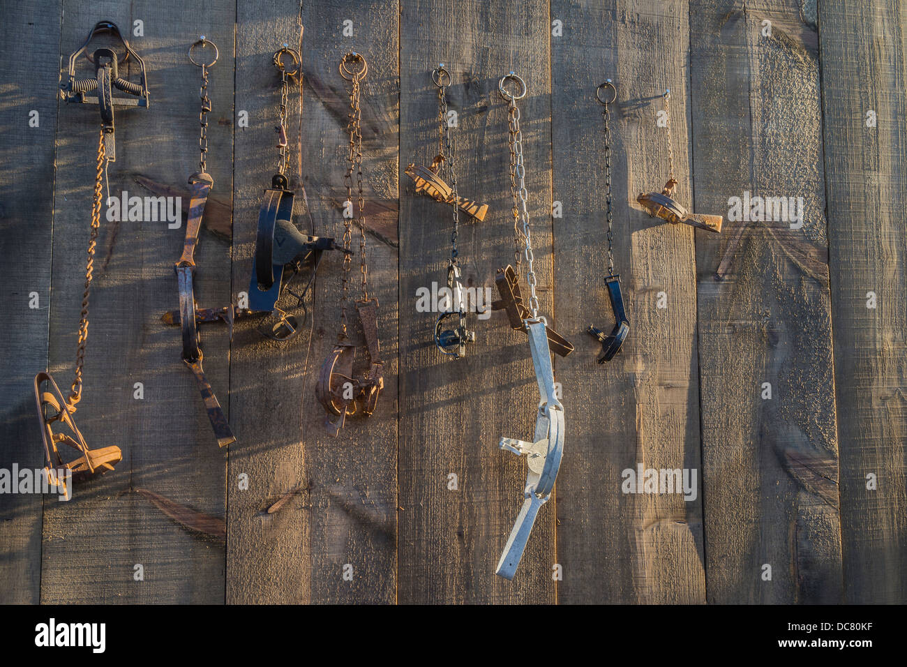 A variety of foothold animal traps hang from nails on the side of a wooden shed. Stock Photo