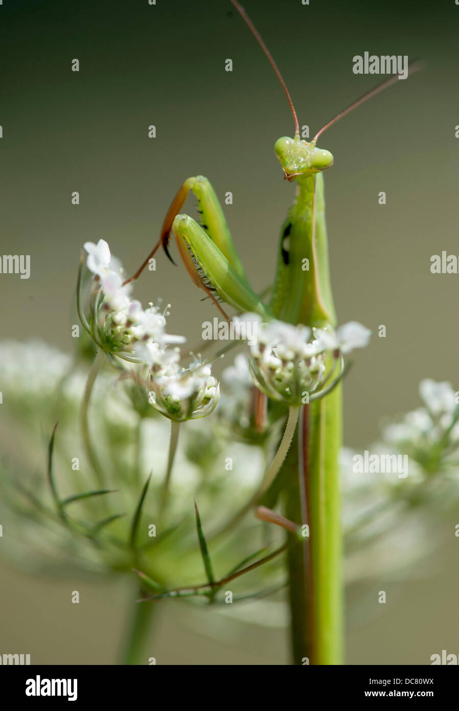 Aug. 11, 2013 Roseburg, Oregon, U.S A praying mantis climbs on a