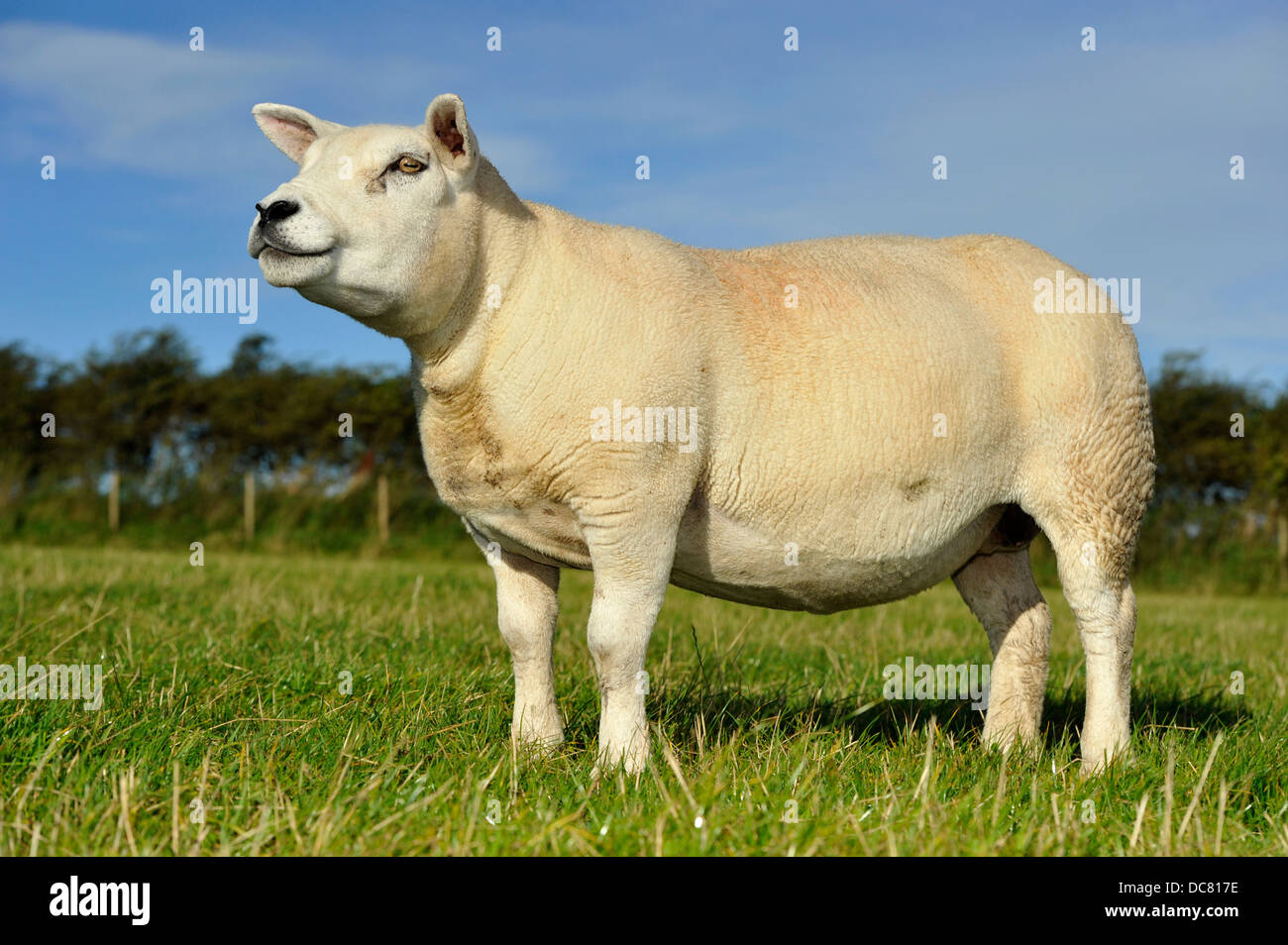 Pedigree Texel sheep in pasture, Lancashire, UK. Stock Photo