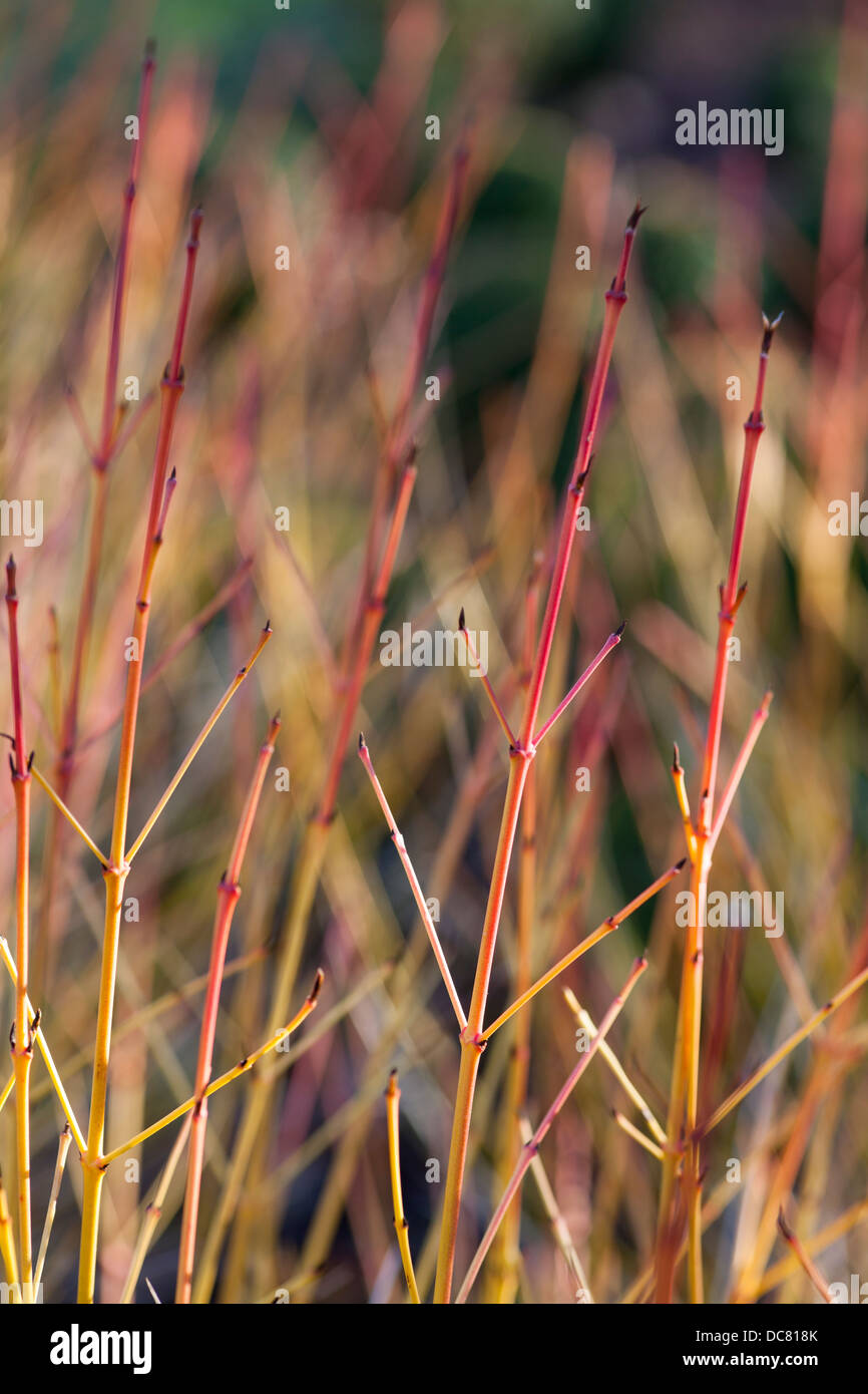 Midwinter fire cornus sanguinea hi-res stock photography and images - Alamy