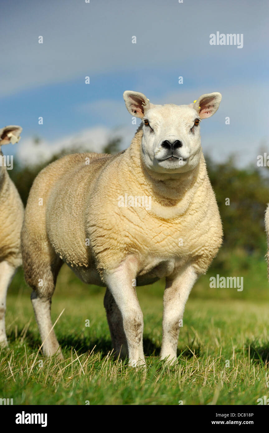 Pedigree Texel sheep in pasture, Lancashire, UK. Stock Photo