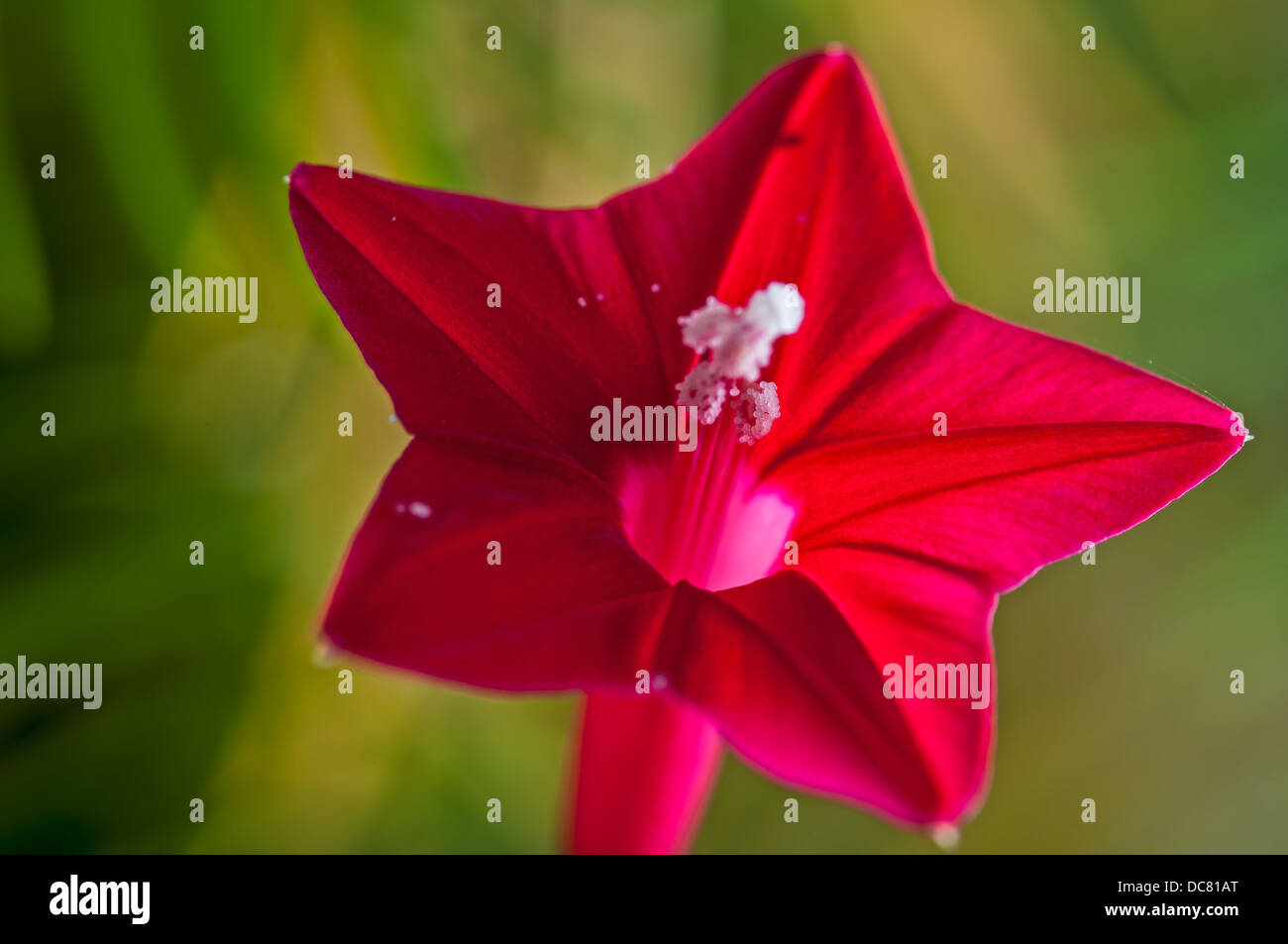 Ipomoea quamoclit, cypress vine showing different parts of the flower, flower, red, isolated on green background Stock Photo