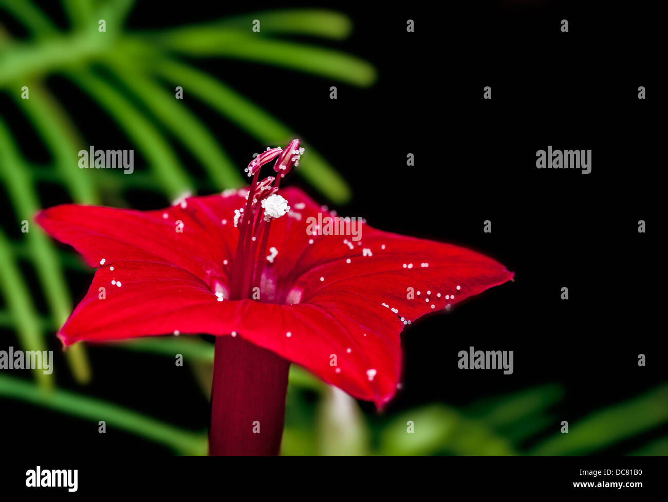 Ipomoea quamoclit, cypress vine, flower, red, isolated on black background, pollens scattered on the red petals Stock Photo