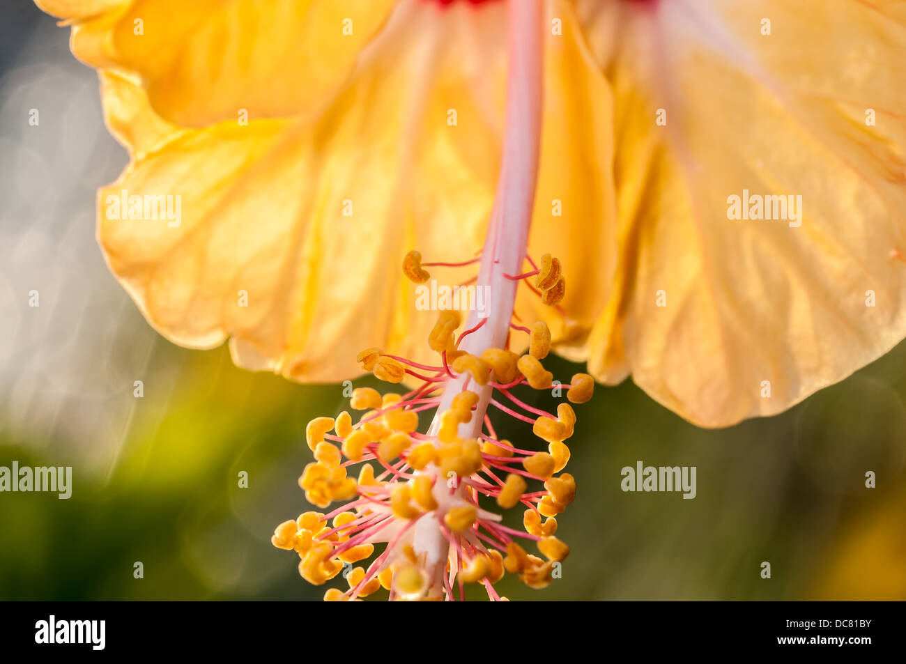 Close up yellow hibiscus flower, and different parts of it, pollen