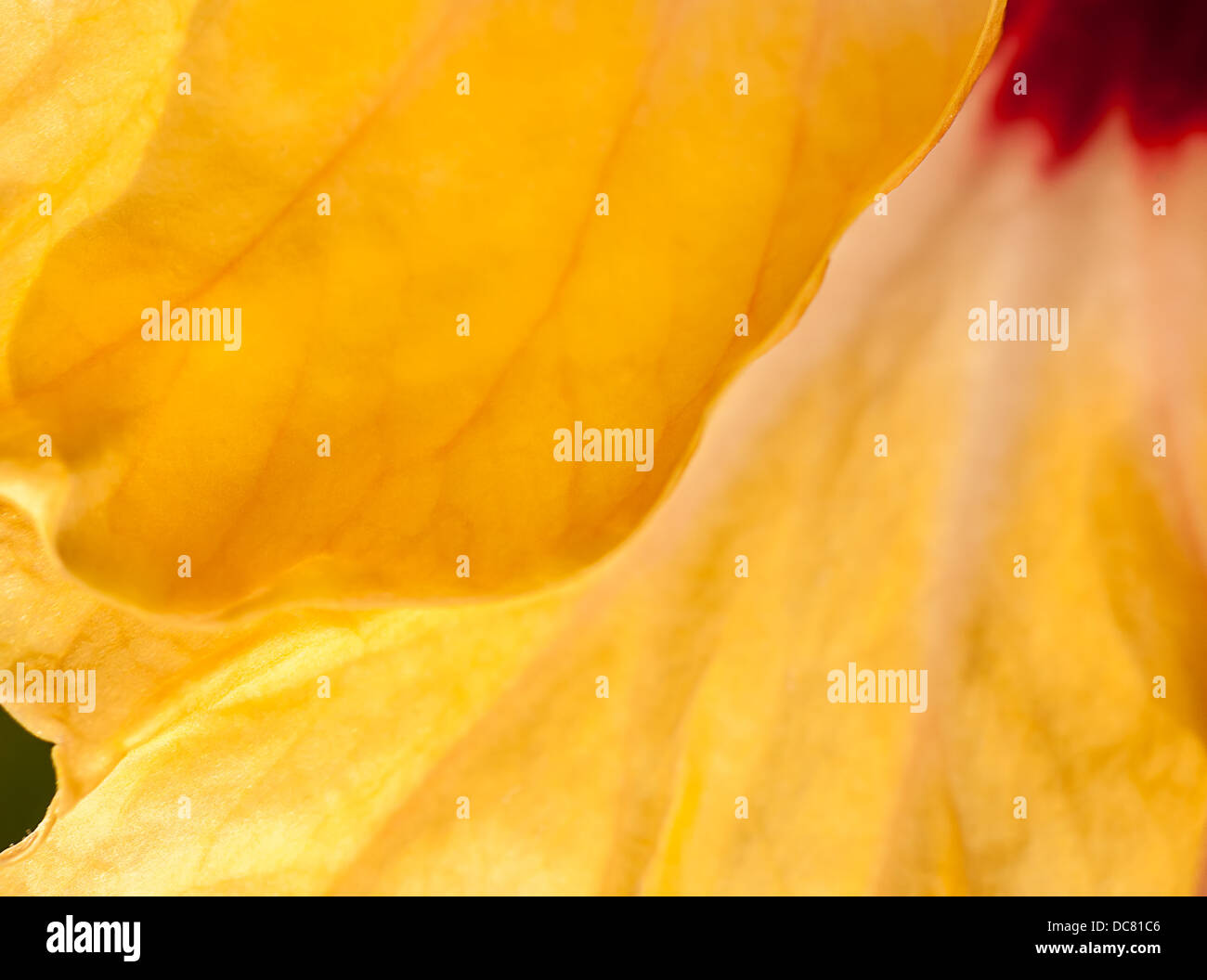 Close up yellow hibiscus flower, petals, plant, nature Stock Photo - Alamy