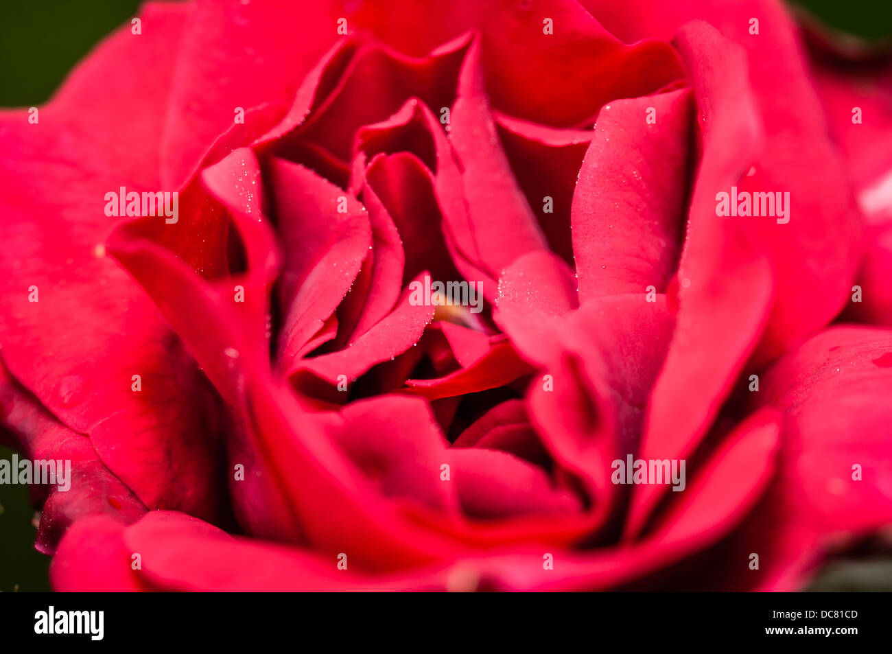 Close up of red Rose flower with tiny water droplets on petals Stock Photo