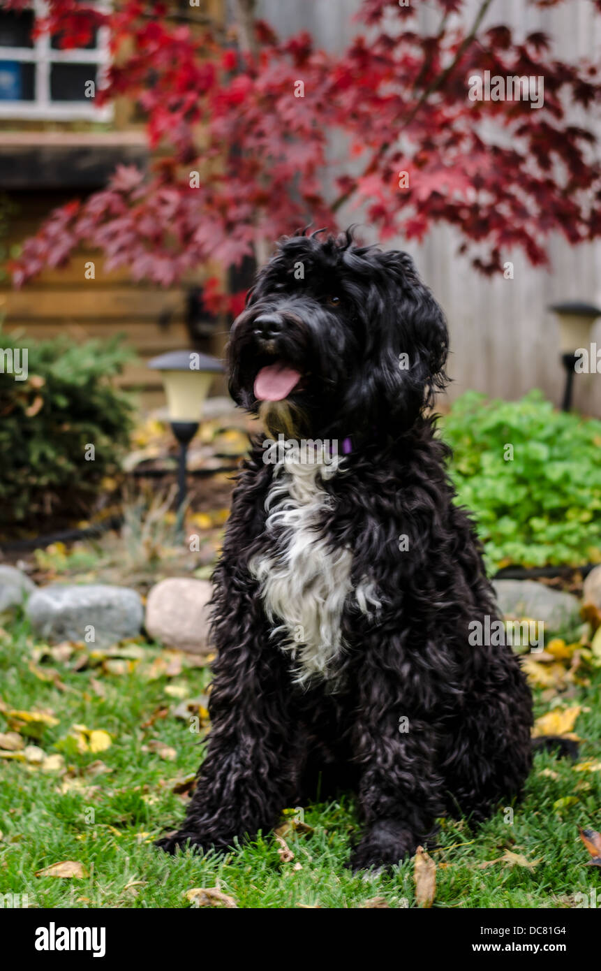 Black And White Portuguese Water Dog In A Sit Command Stock Photo Alamy