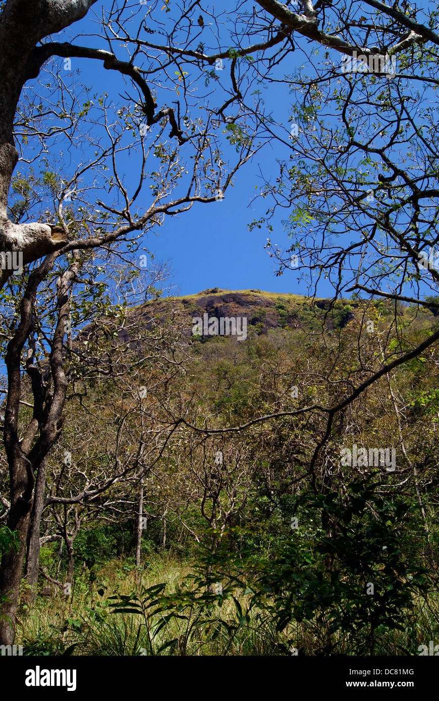 Hilly Forest in Kerala Tamil Nadu Border India Stock Photo - Alamy