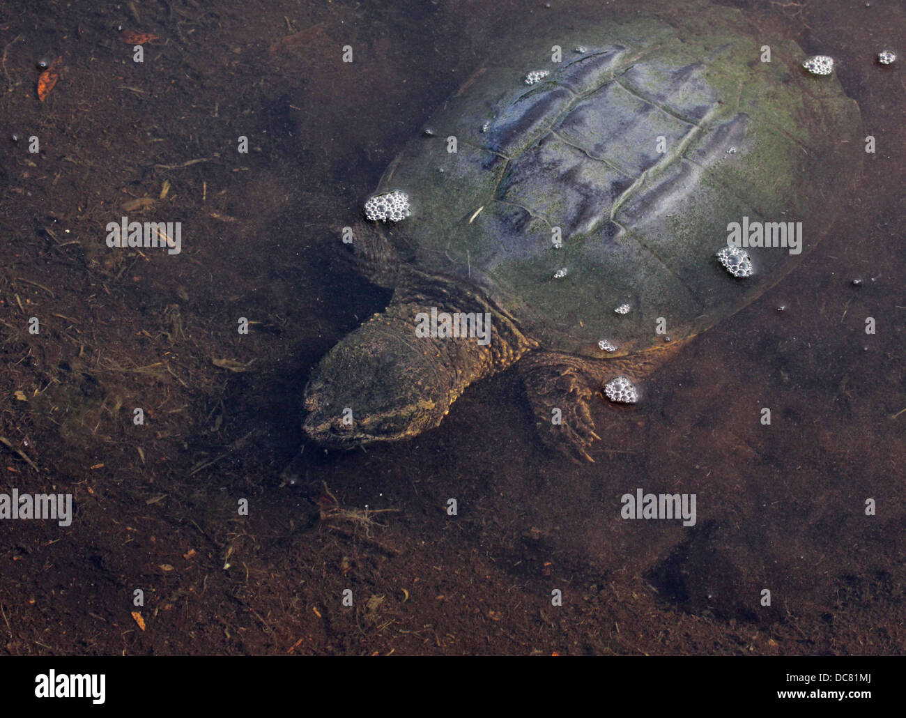 Underwater Snapping Turtle Stock Photo
