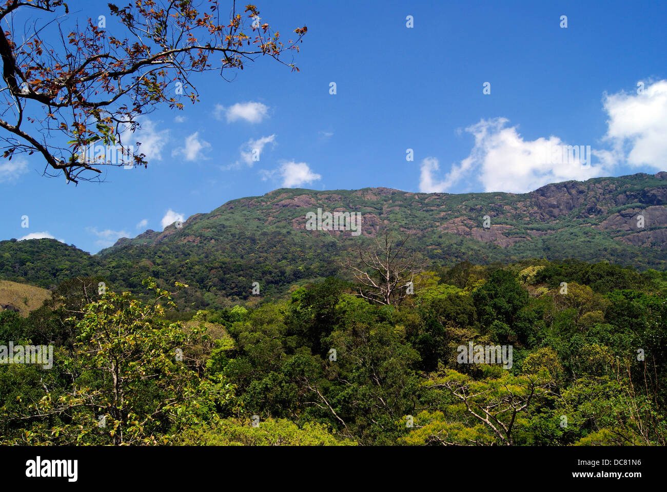 Western Ghats Forest Valleys on Agastyarkoodam Moutains at Kerala India