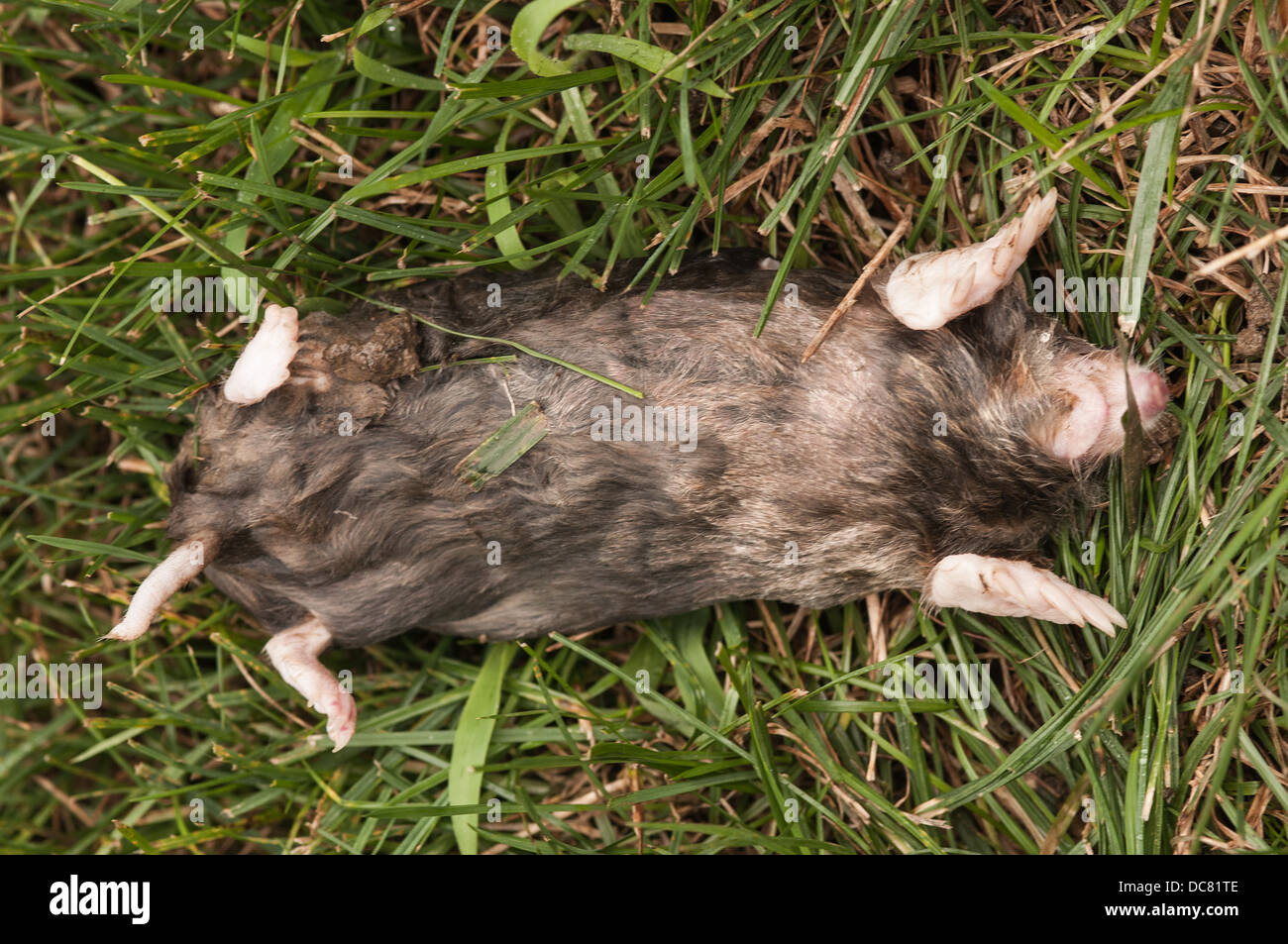 Lawn Mole in Ohio USA Stock Photo Alamy