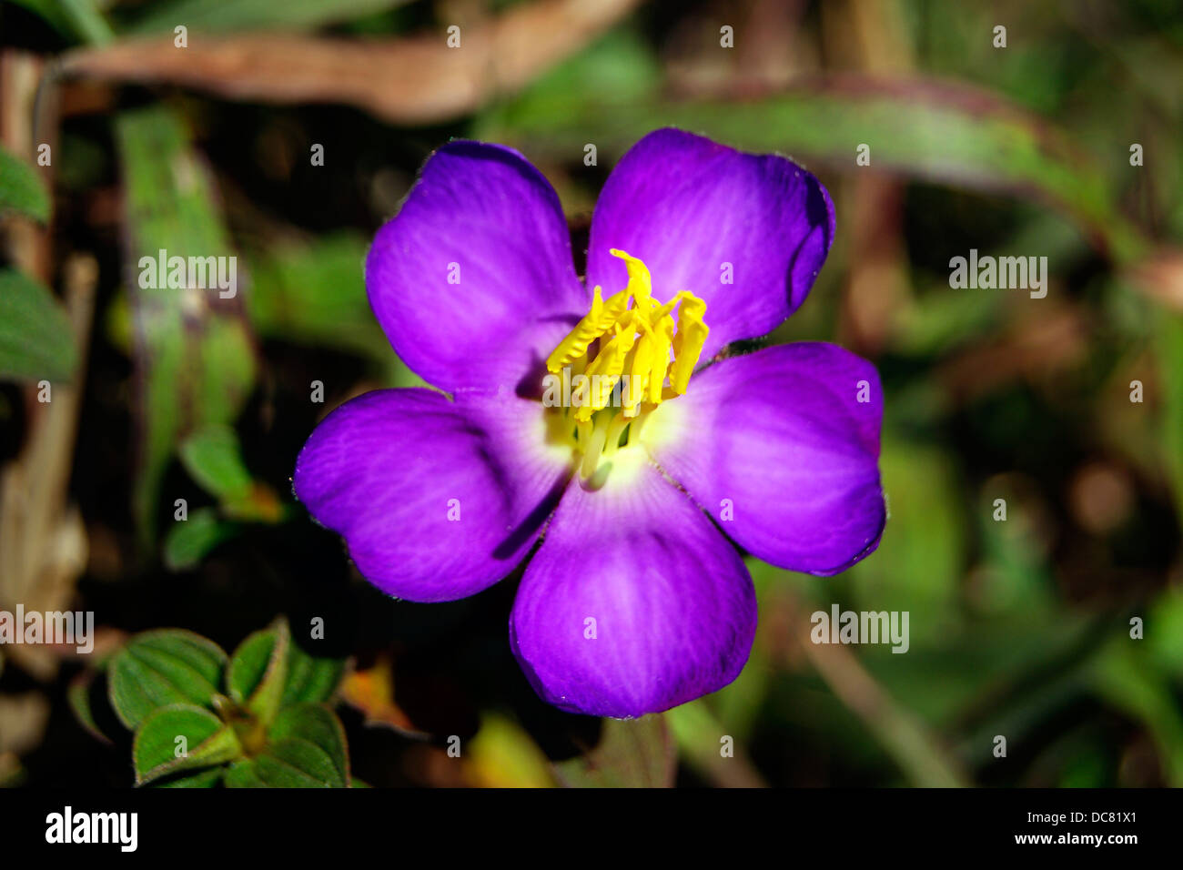 Violet Wild flower found in Agastyarkoodam Peak in Western Ghats Kerala India Stock Photo