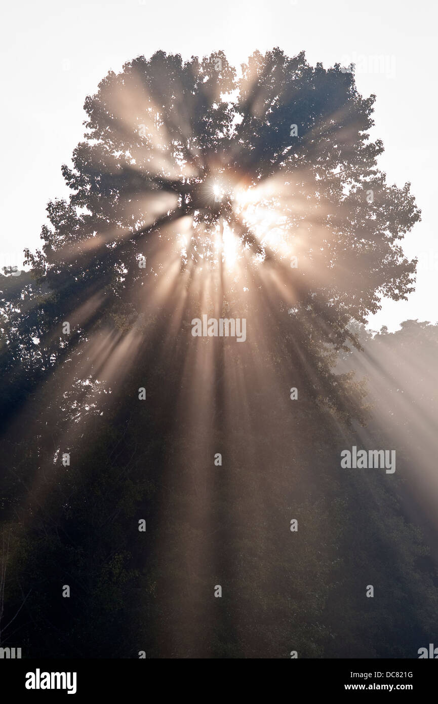 Crepuscular rays coming through tree in fog at sunrise Stock Photo