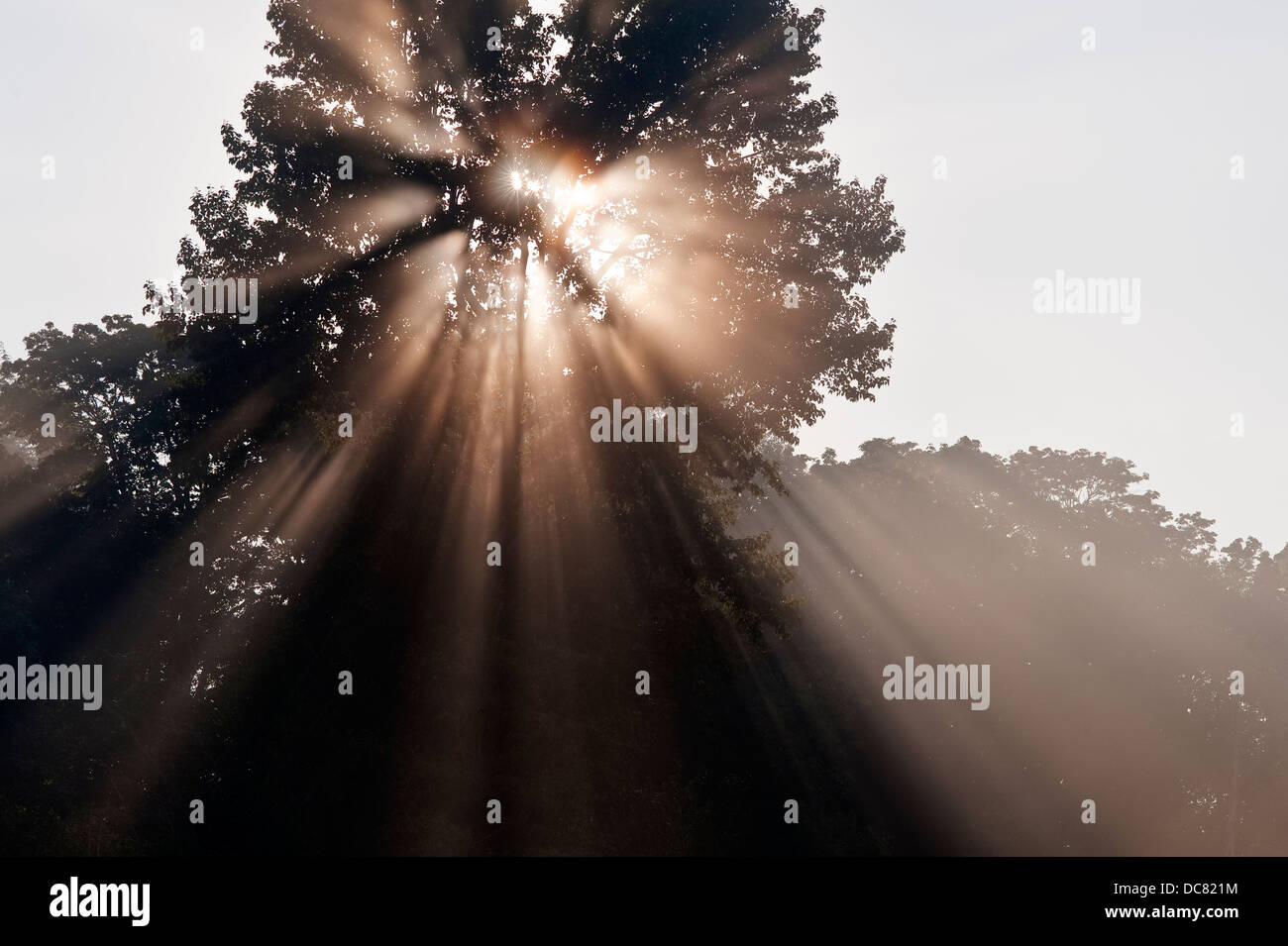 Crepuscular rays coming through tree in fog at sunrise Stock Photo
