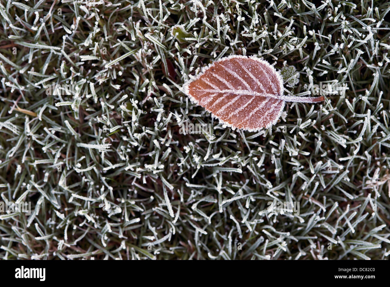 Winter with frosted leaf on frozen grass with ice crystals Stock Photo ...