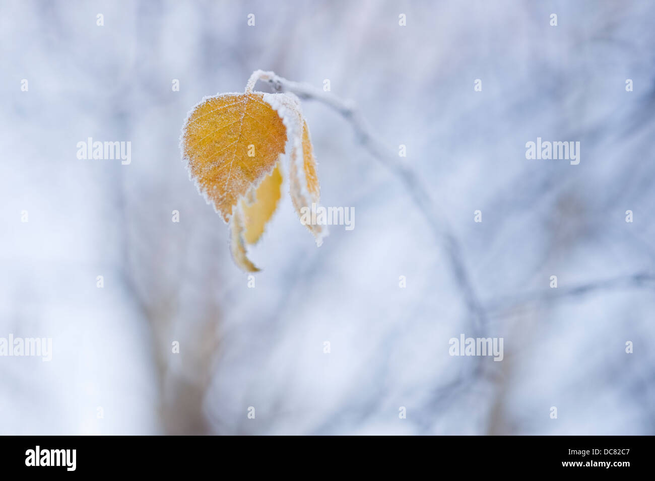 Birch tree in winter close up of Autumn leaves Stock Photo - Alamy