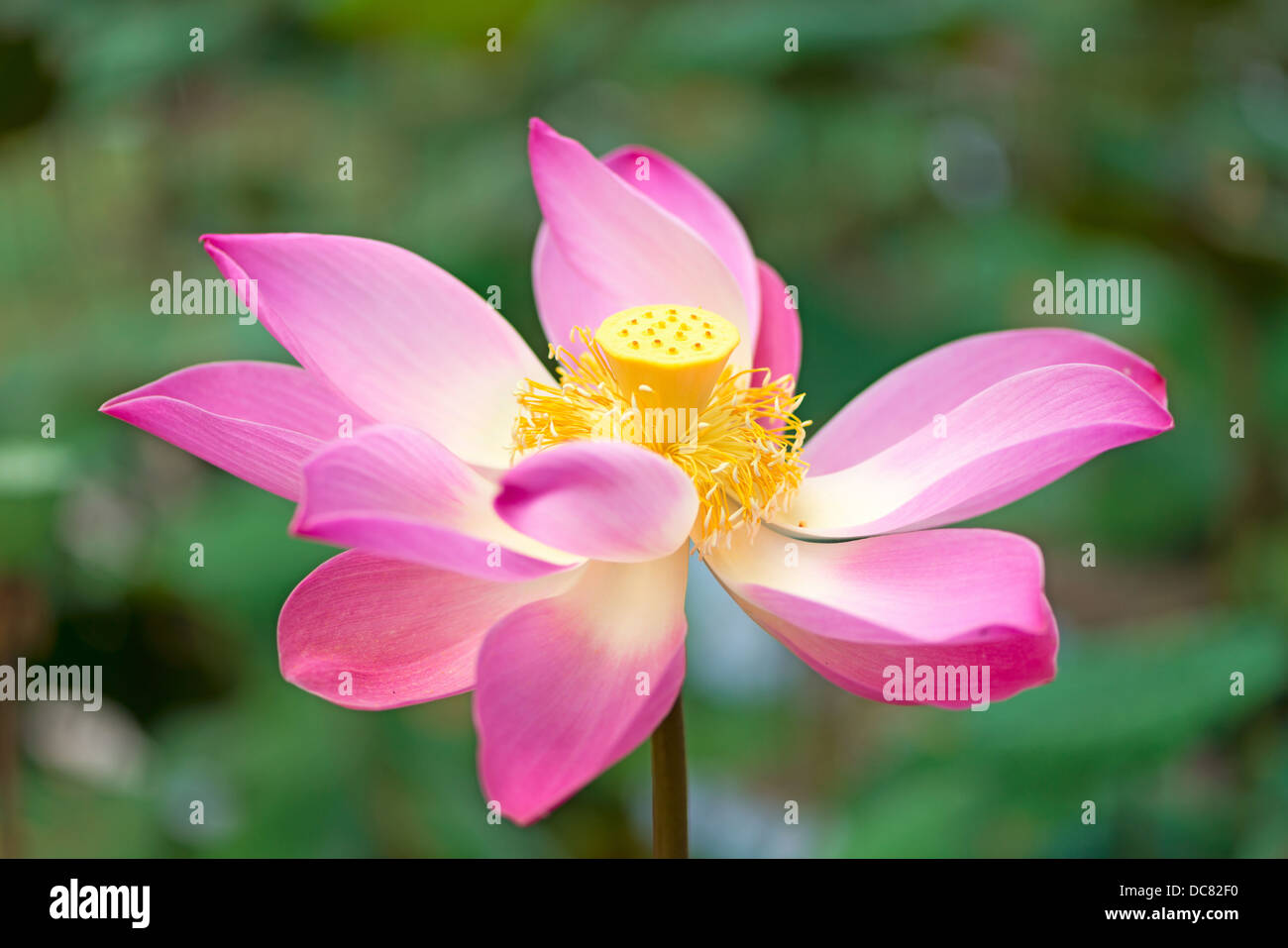 Lotus flower blossoming and lotus leaves plants in a pond Stock Photo