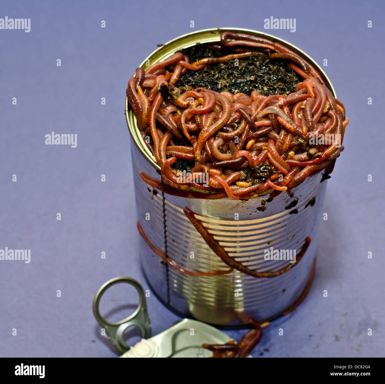 Can of Worms Stock Photo