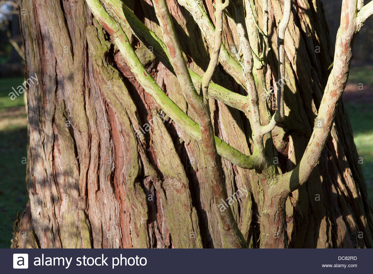 Incense Plant Stock Photos & Incense Plant Stock Images Alamy