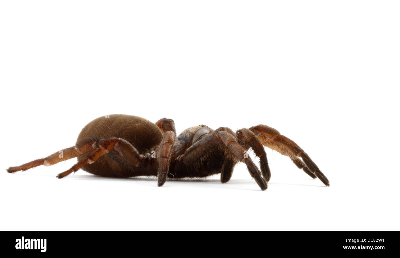 39 Trap Door Spider Stock Photos, High-Res Pictures, and Images