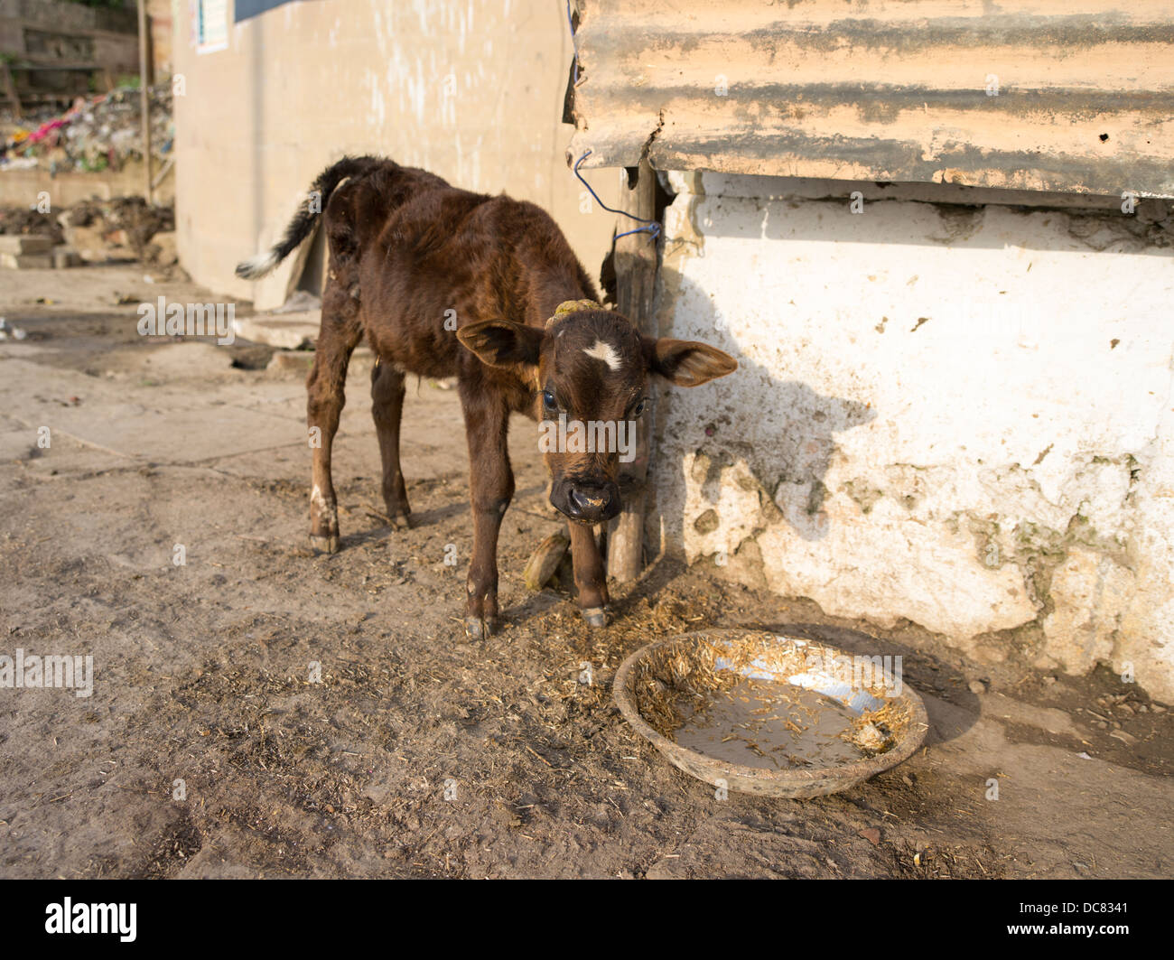 Baby calf / sacred cow. Life on the banks of the Ganges River - Varanasi, India Stock Photo