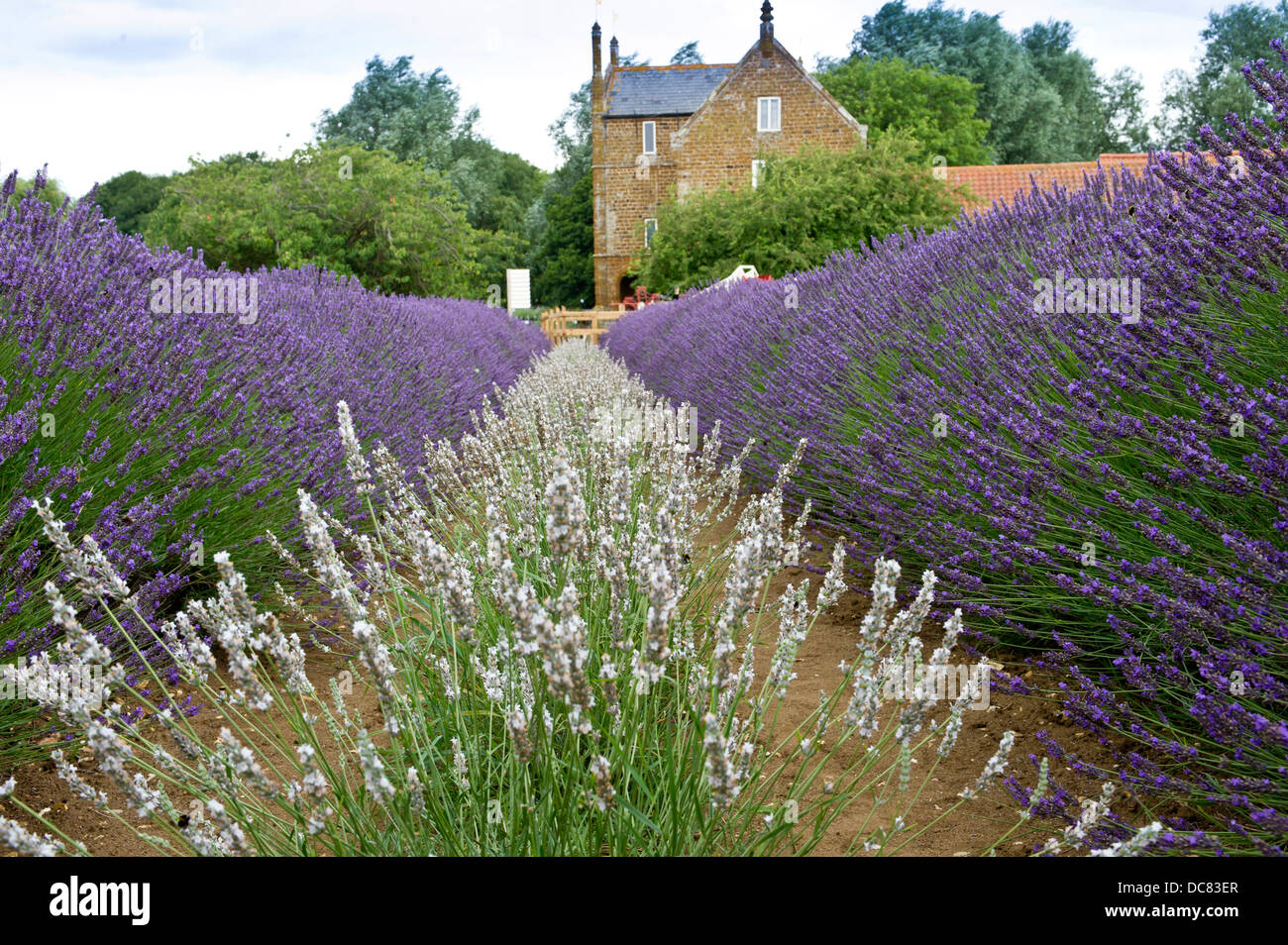 Lavender fields in Norfolk, England. Place to enjoy the lavender fields