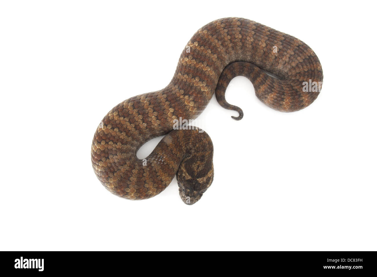 Death adder photographed on a white background, digitally adjusted ready for easy cut-out Stock Photo